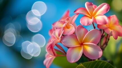 Fototapeta premium Beautiful plumeria flowers in full bloom