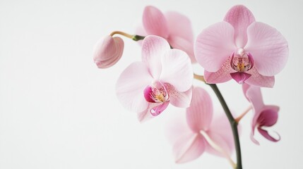 Pink Orchid Close-Up - Delicate and Exquisite Photography