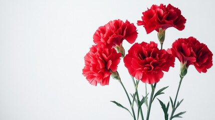 Red Carnations - Vibrant and Playful Floral Photography