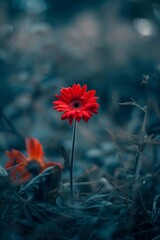 Obraz premium A Vibrant genera daisy a single flower in nature