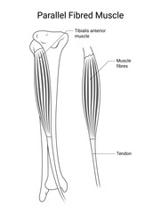 Parallel Fibred Muscle Medical Design in Line Style