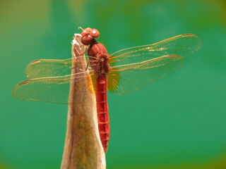 Libellula