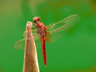 Libellula