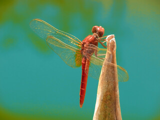 Libellula