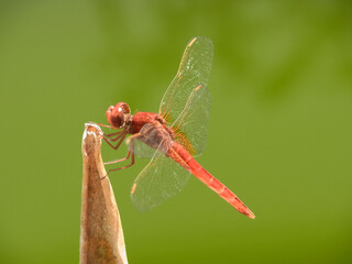 Libellula