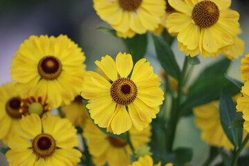 Fototapeta premium Sweden. Helenium autumnale is a North American species of flowering plants in the family Asteraceae. Common names include common sneezeweed and large-flowered sneezeweed. 