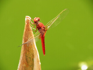 Libellula