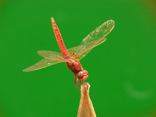 Libellula