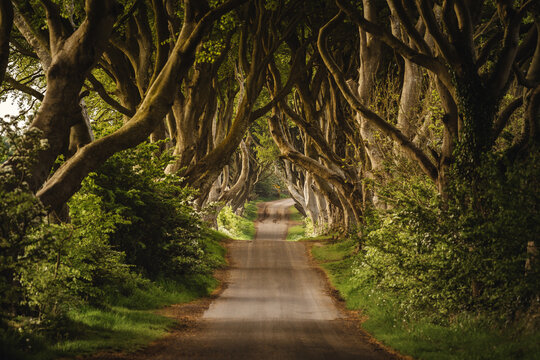 Die Dark Hedges Majest&auml;tische Buchenallee in Nordirland Baumallee