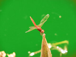 Libellula