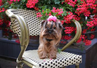 Yorkshire Terrier dog sits in a wicker chair against a background of pink flowers.