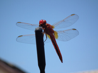 Libellula
