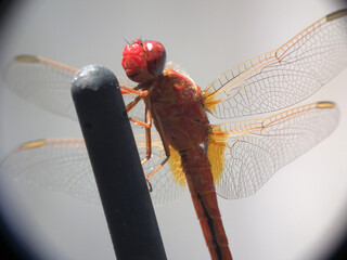 Libellula