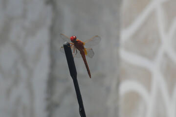 Libellula