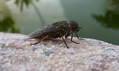 Mosca soldato
