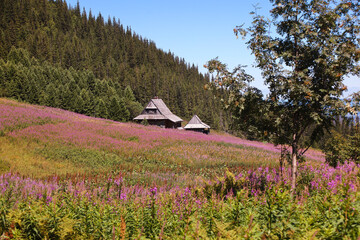 Hala Gąsienicowa - góry Tatry © P.Ch. Fotografia