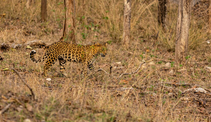 Obraz premium Indian Leopard Standing Looking at Prey, Tadoba National Park, India