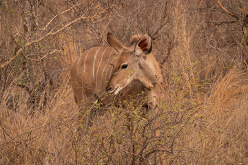 Female Kudu Browsing on a Bush in Kruger National Park, South Africa