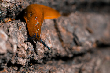 macro photography narrow focus of snail without shell on a stone textured layers blurred background