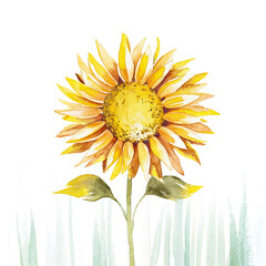 Single sunflower stem. Hand drawn rustic watercolor illustration.