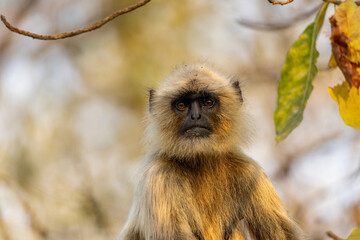 Close Up of a Langur Monkey in Tadoba National Park, India