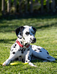 Dalmatian dog outdoors in summer