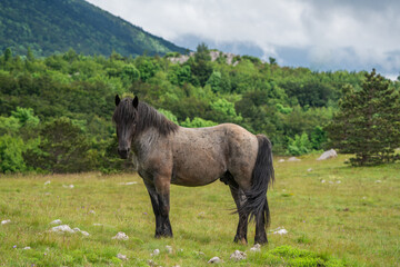 Free running horse on a mountain meadow against the backdrop of the Croatian Adriatic Sea.