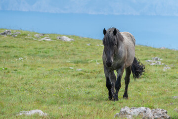 Free running horse on a mountain meadow against the backdrop of the Croatian Adriatic Sea.