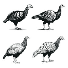 Turkey Clipart Vector Illustration