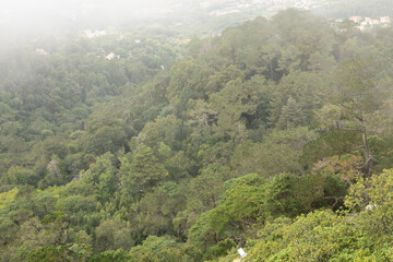 Fototapeta premium A misty forest with lush greenery a breathtaking view from above