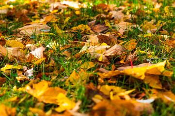 yellow tree leaves on green grass. autumn postcard