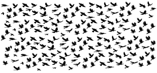 A group of  flying silhouette birds 