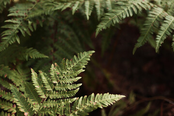 Green fern leaves with spots. Ferns in the forest in summer, close-up. Vegetation. Natural background. Fern growing on the forest floor