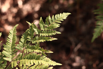Green fern leaves with spots. Ferns in the forest in summer, close-up. Vegetation. Natural background. Fern growing on the forest floor
