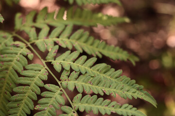 Naklejka premium Green fern leaves with spots. Ferns in the forest in summer, close-up. Vegetation. Natural background. Fern growing on the forest floor