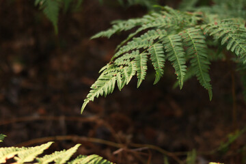 Green fern leaves with spots. Ferns in the forest in summer, close-up. Vegetation. Natural background. Fern growing on the forest floor