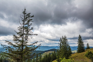 Landscapes - Forest - Europe, Romania, Suceava region