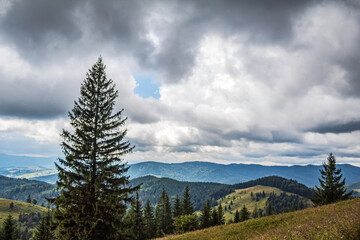 Landscapes - Forest - Europe, Romania, Suceava region