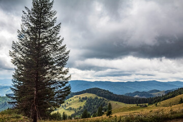 Landscapes - Forest - Europe, Romania, Suceava region
