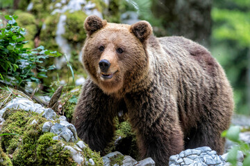 Obraz premium Brown bear - close encounter with a wild brown bear eating in the forest and mountains of the Notranjska region in Slovenia