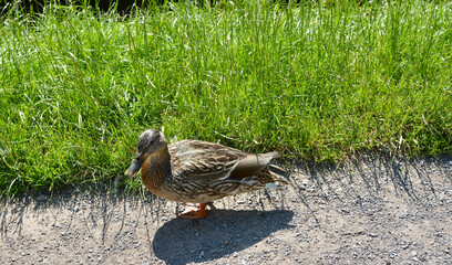 Mallard duck on the path.