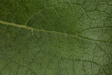 close up macro of leaf veins, green textured background
