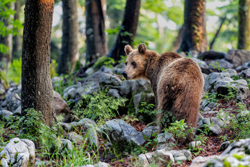 Fototapeta premium Brown bear - close encounter with a wild brown bear eating in the forest and mountains of the Notranjska region in Slovenia