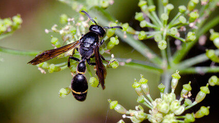 dragonfly on a leaf