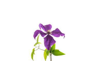 branch of blooming purple clematis, isolated on white background