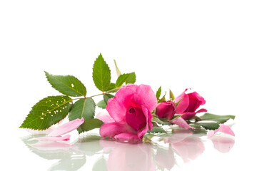 Beautiful pink rose on a white background