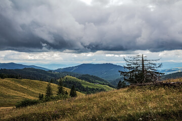 Landscapes - Forest - Europe, Romania, Suceava region