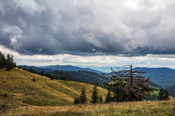 Landscapes - Forest - Europe, Romania, Suceava region