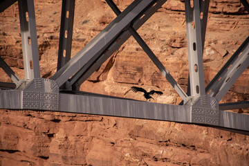 A stunning California condor flexing its wings perched on the Navajo Bridge in Arizona, USA. The bird contrasts beautifully with the stunning red rock Marble Canyon in the background.