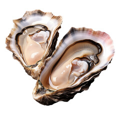 2 oysters transparent background
